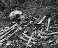 Во Мге были найдены скелетированные останки мужчины