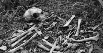 Во Мге были найдены секретированные останки мужчины